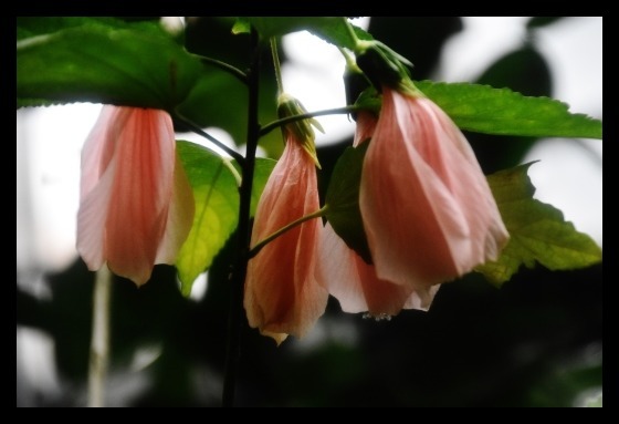 シャイな？花・ウナヅキヒメフヨウ_b0329186_08164738.jpg