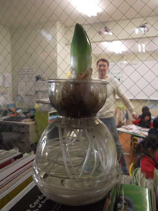 Hyacinth_a0115391_13305092.jpg