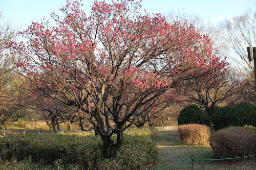 今日は「ソー公園」に行ってきたの。_c0090198_206539.jpg