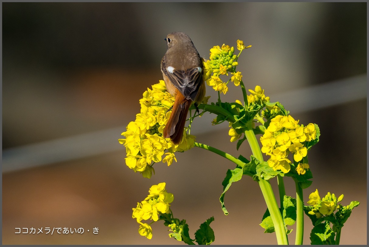 葛西臨海公園-その①-菜の花ジョウビ・タヒバリ・アオジなど_c0336400_22390990.jpg