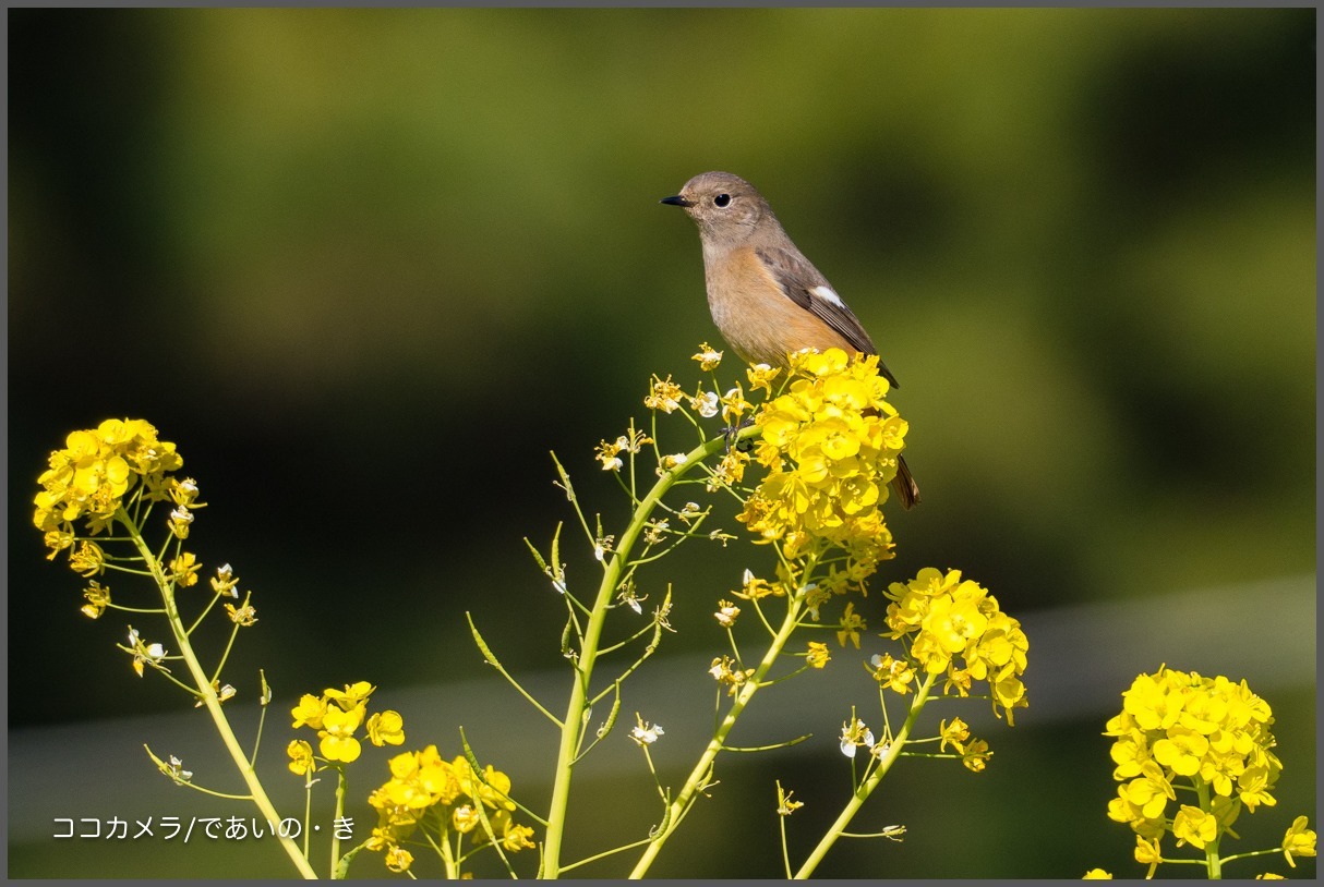 葛西臨海公園-その①-菜の花ジョウビ・タヒバリ・アオジなど_c0336400_22414014.jpg