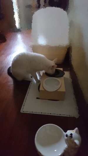 e0359604_10011010.jpeg