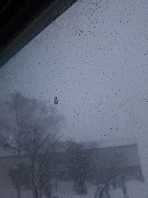 吹雪は、こもって、カレーだよ_f0316507_12595064.jpg