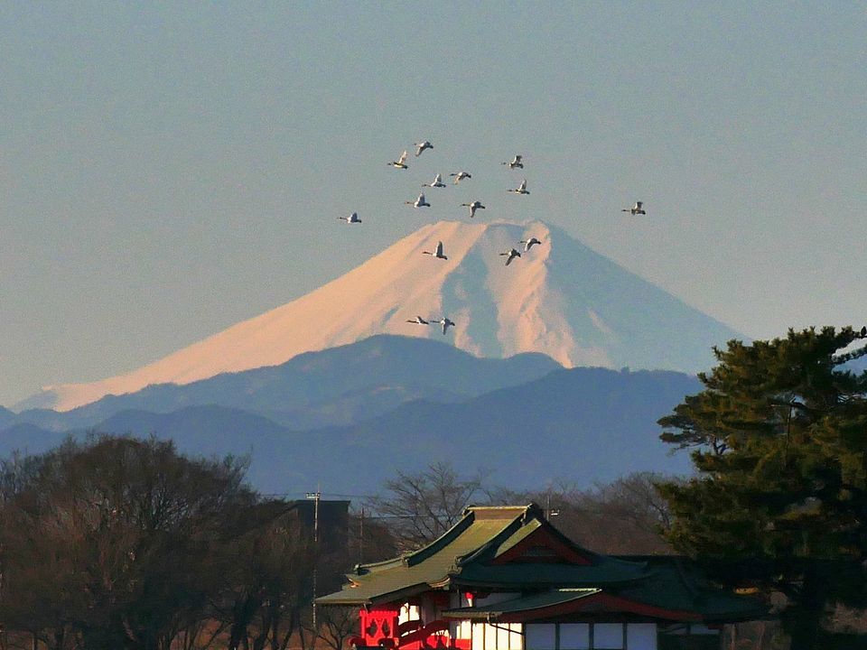 白鳥が富士山に刺さる？♪_a0031821_14464795.jpg