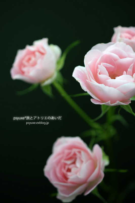 Flower Photograph #2_e0131432_11171609.jpg