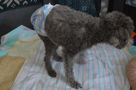 c0136736_11143128.gif