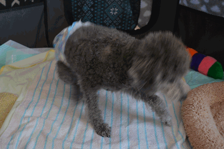 c0136736_11143768.gif