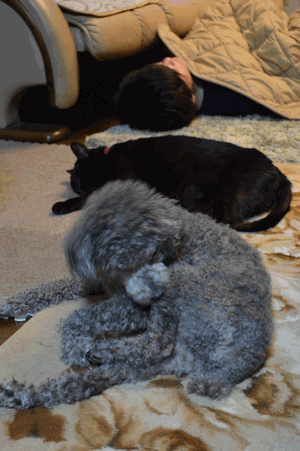 c0136736_11145914.gif