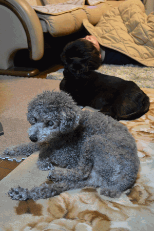 c0136736_11150881.gif