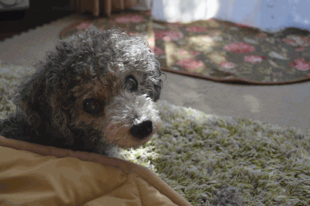 c0136736_11151623.gif