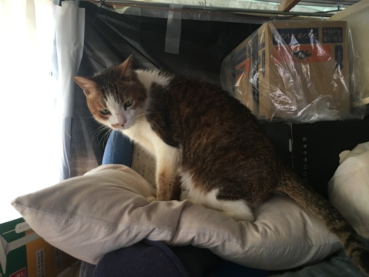 猫・自転車・猫〜春の気配_b0060239_21480059.jpg