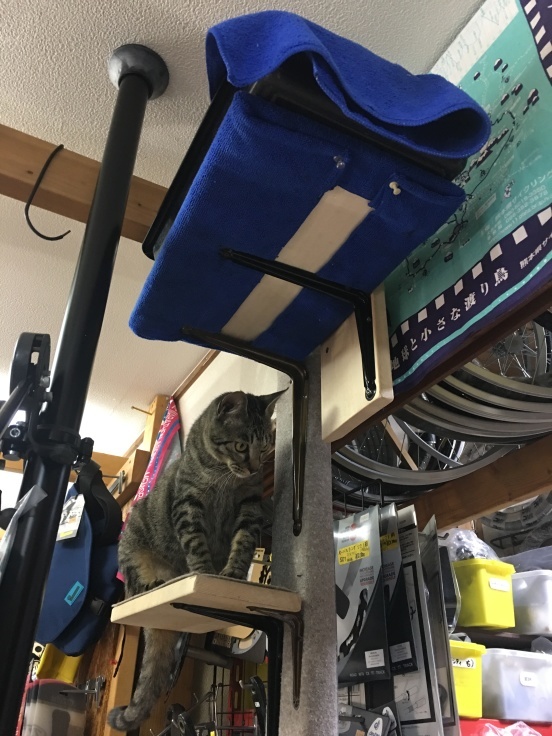 猫・自転車・猫〜春の気配_b0060239_22524070.jpg