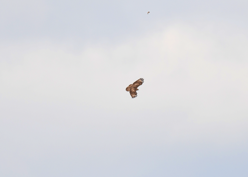 d0290240_19202092.gif