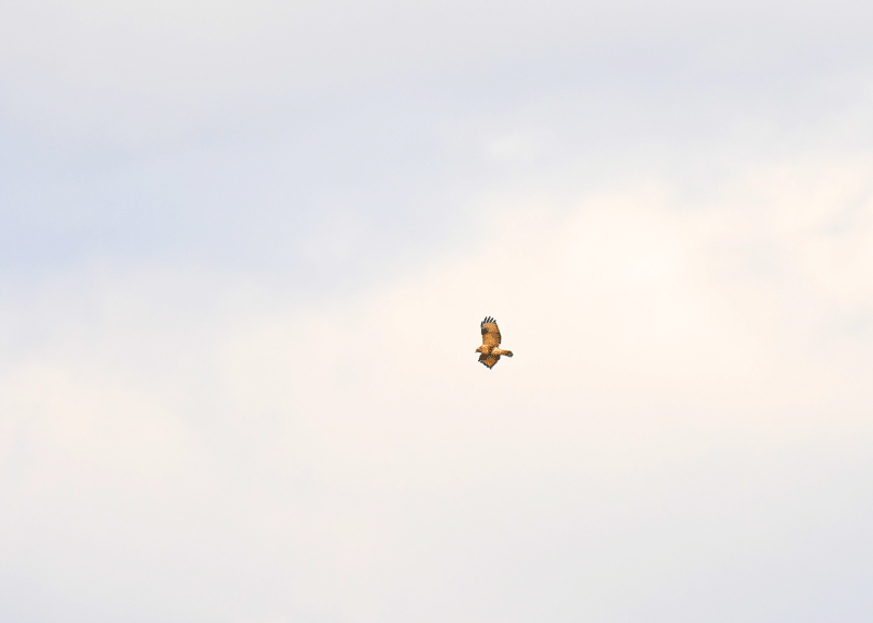 d0290240_19203562.gif