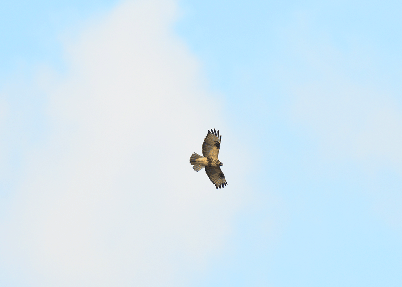 d0290240_19220976.gif