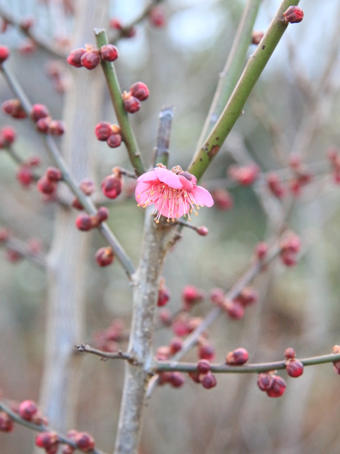 花梅 大盃 オオサカズキ ウメ 紅梅  販売 画像 写真 価格 値段 庭木 安行 植木 お問い合わせ商品_a0254743_17122471.jpg