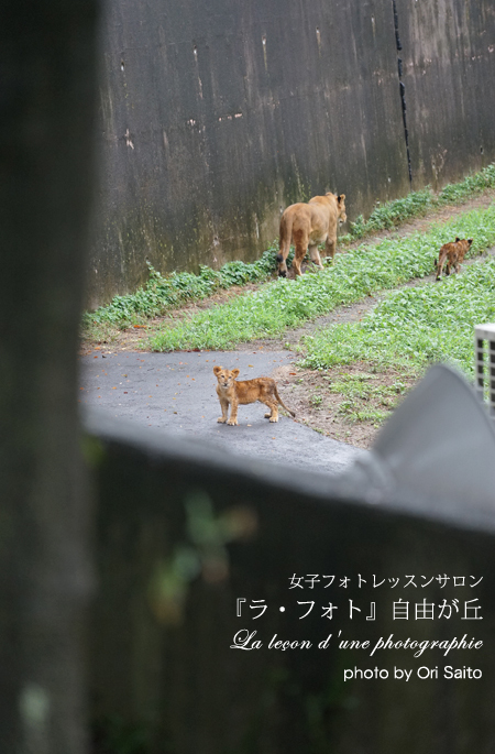 水曜どうでしょう コスタリカの旅で大泉洋が持っていたのはペンタックスの6 7 そして600mm単焦点 さいとうおりのお気に入りはカメラで