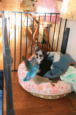 c0145250_09422509.gif
