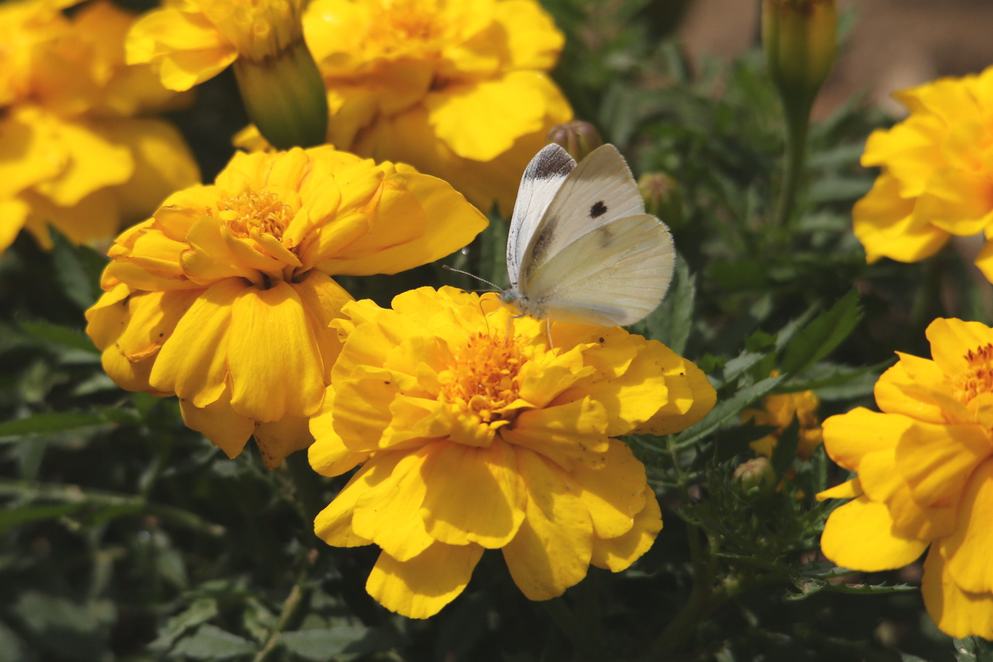 マリーゴールド 蝶が好む花 11 16 Butterfly Dragonfly