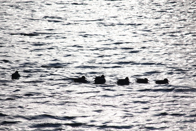 1月22日　白鳥台セバットへ_b0250154_07164921.jpg