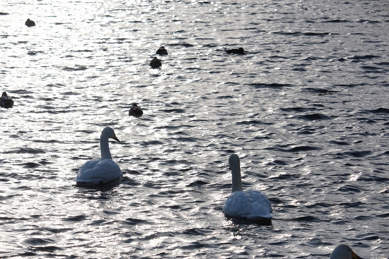 1月22日　白鳥台セバットへ_b0250154_07172883.jpg