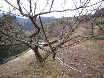 山あいの南高梅 匠の冬の選定作業の様子(2017)前編_a0254656_17572551.jpg