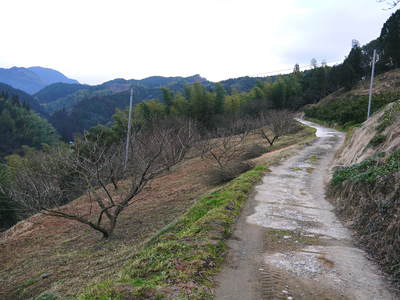 山あいの南高梅 匠の冬の選定作業の様子(2017)前編_a0254656_1801042.jpg