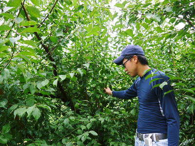 山あいの南高梅 匠の冬の選定作業の様子(2017)前編_a0254656_18133748.jpg