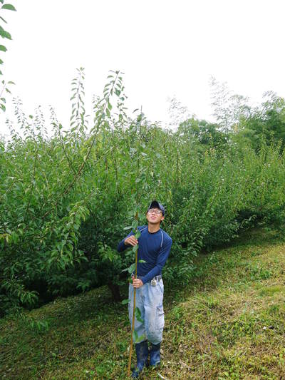 山あいの南高梅 冬の剪定2019 その2:匠の剪定作業!_a0254656_18155183.jpg