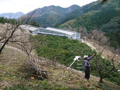 山あいの南高梅 匠の冬の選定作業の様子(2017)前編_a0254656_182887.jpg