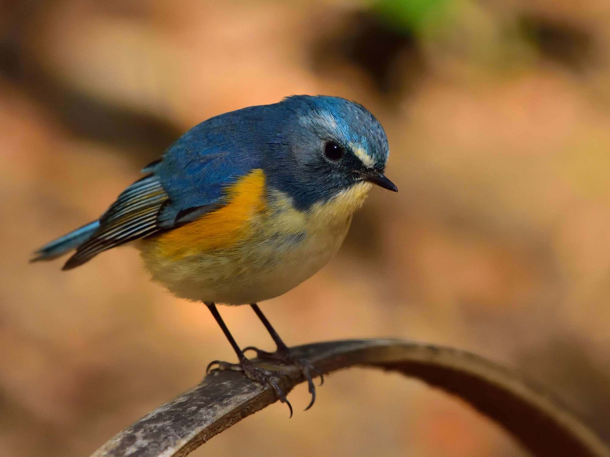 ルリビタキ（瑠璃鶲）/Red-flanked bluetail_f0365975_00253754.jpg