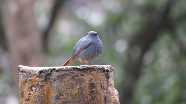 ゴシキドリとカワビタキ・・・ in TAIWAN_c0096278_17171539.jpg