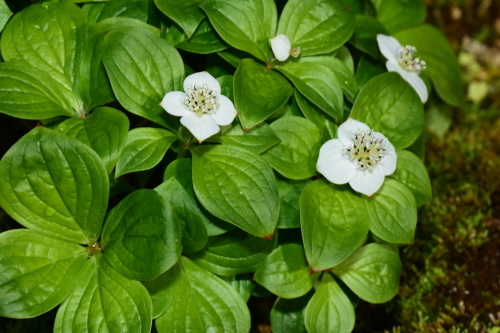 f0348480_17511676.jpg