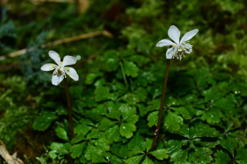 f0348480_17581138.jpg
