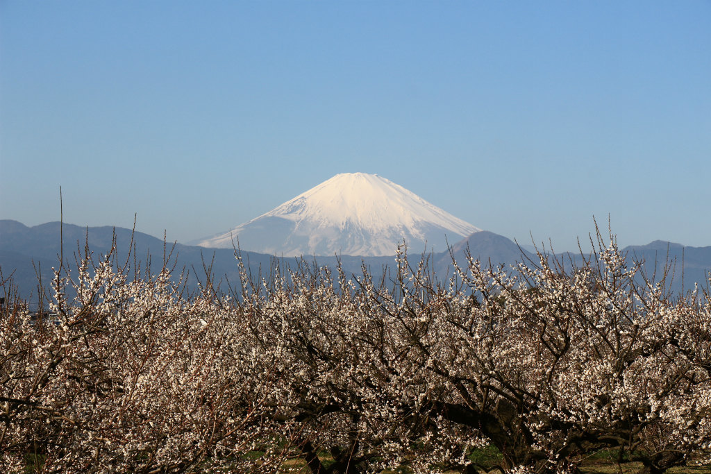 梅と富士山＠曽我梅林_e0338886_15253949.jpg