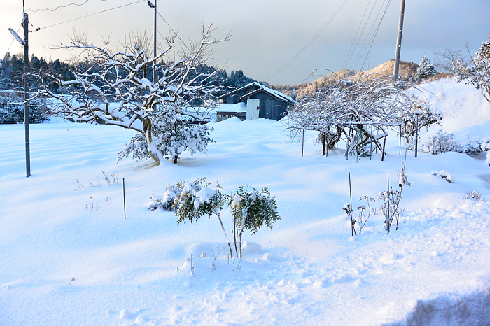 2017 01 23 雪の島根_a0143491_3294674.jpg