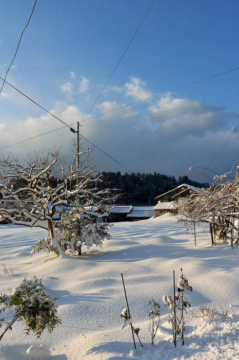 2017 01 23 雪の島根_a0143491_333317.jpg