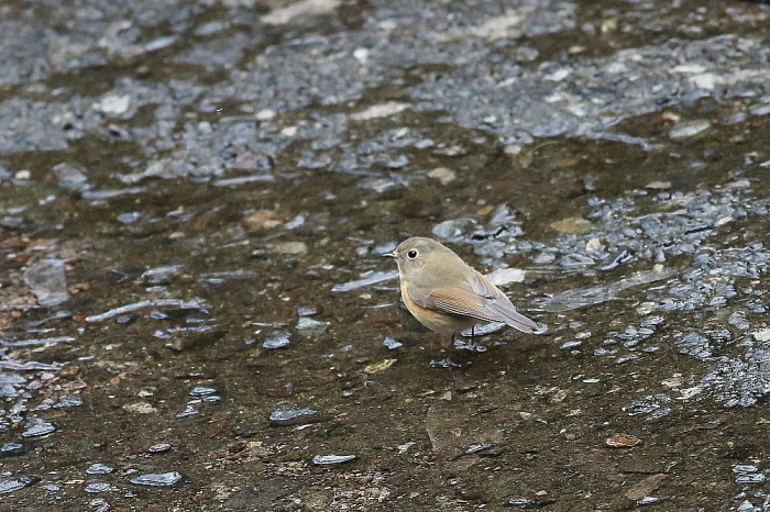 ルリビタキ　オスの１歳鳥はメスのふりをする?_d0334291_09133542.jpg