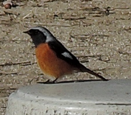 e0081292_21402292.jpg