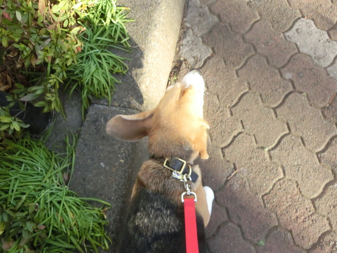a0319693_7432526.jpg