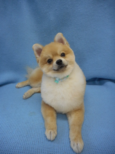ポメラニアンのラリアンちゃん Bodyは ふわふわ柴犬カットでキュートになりました ふぉるむm A 千葉市 トリミングサロン 犬の美容室 千葉県 千葉市 花見川区 ペットサロン 検見川町3 340 18 ワンちゃんのカットハウス 千葉043 301 2995 10 00 19 00 ポメラニアンのラリアンちゃん Bodyは ふわふわ柴犬カットでキュートになりました ふぉるむm A 千葉市 トリミングサロン 犬の美容室 千葉県 千葉市 花見川区 ペットサロン 検見川町3 340 18 ワンちゃんのカットハウス 千葉043 301 2995 10 00 19 00