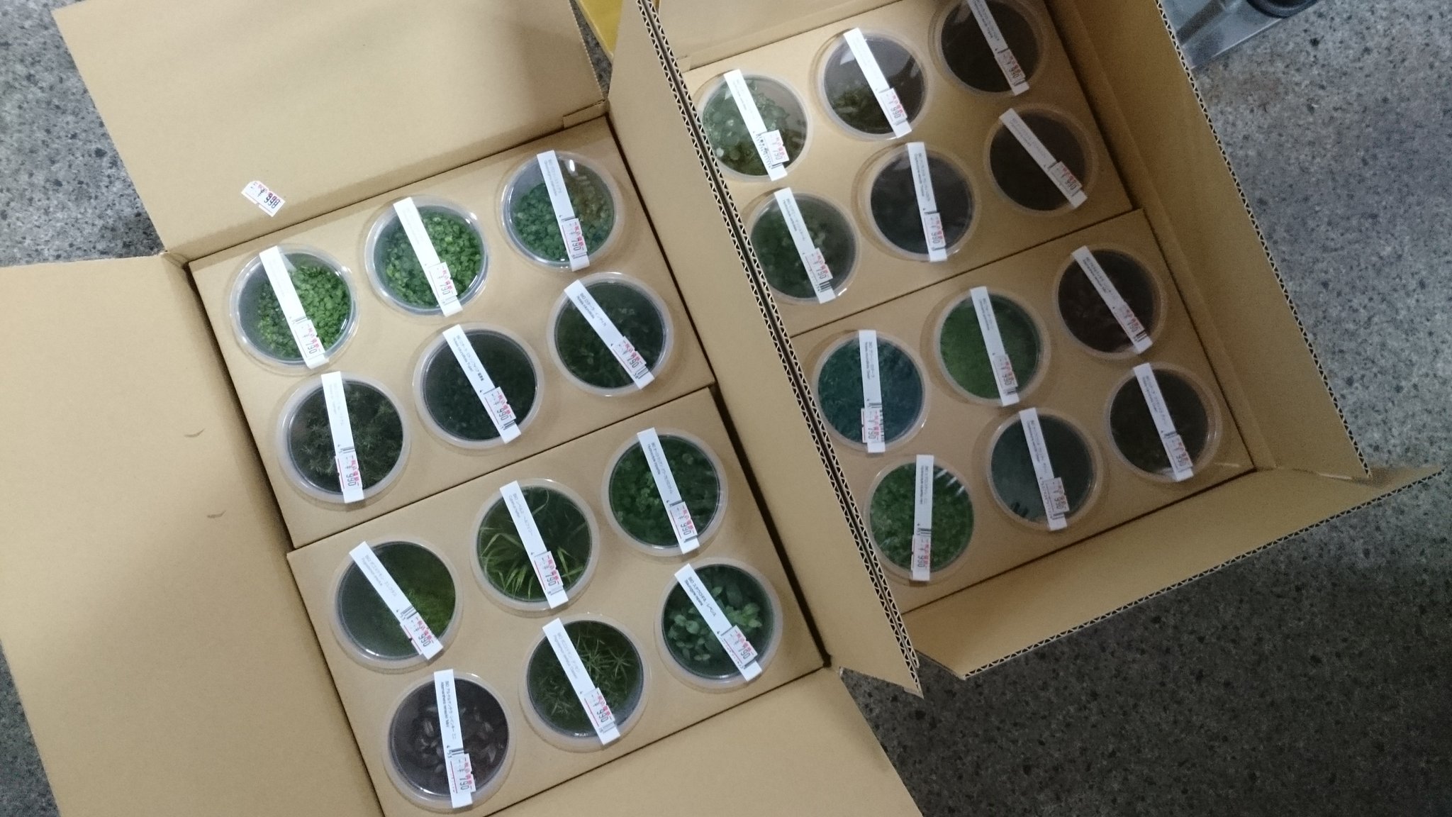 Uni-Aqu ADA News!Vol.76 ADA 水草入荷情報! _b0141806_3193739.jpg