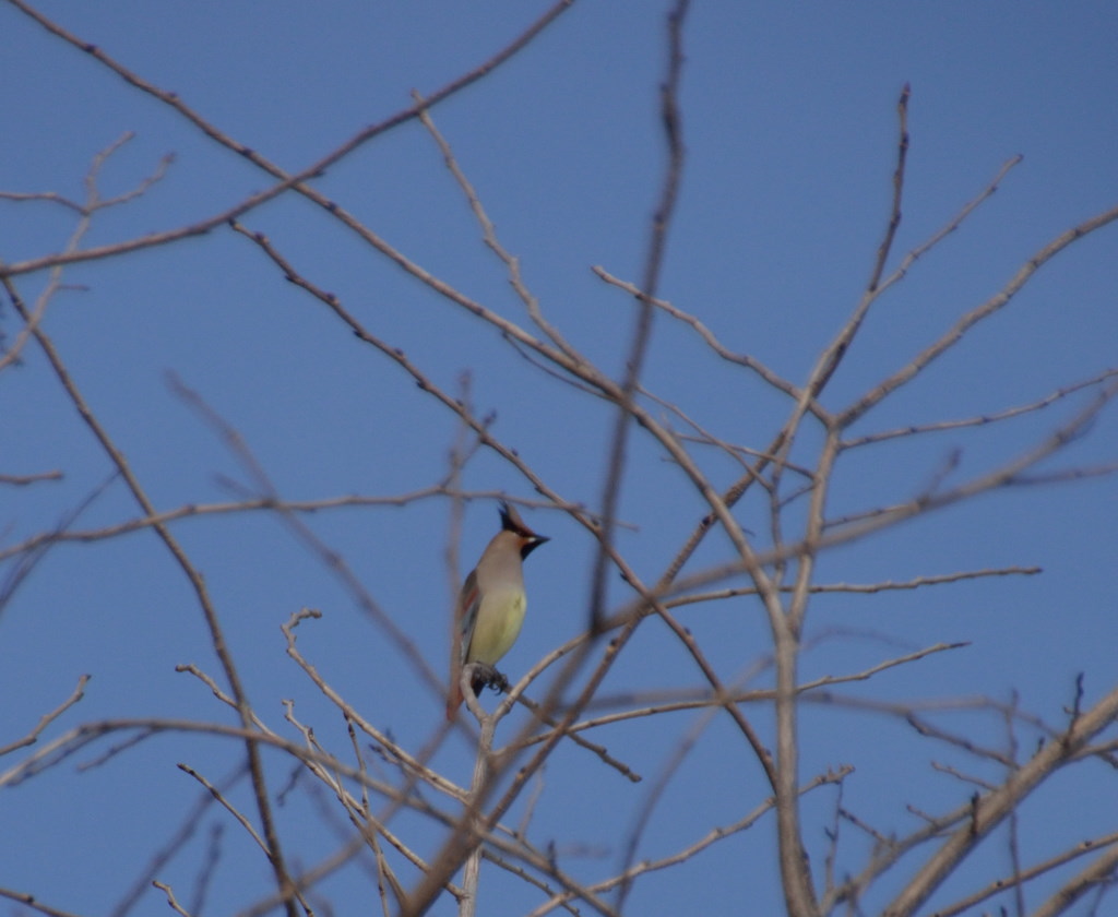 名前が解らない野鳥_c0171406_15322710.jpg