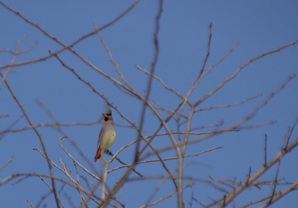 名前が解らない野鳥_c0171406_1532424.jpg