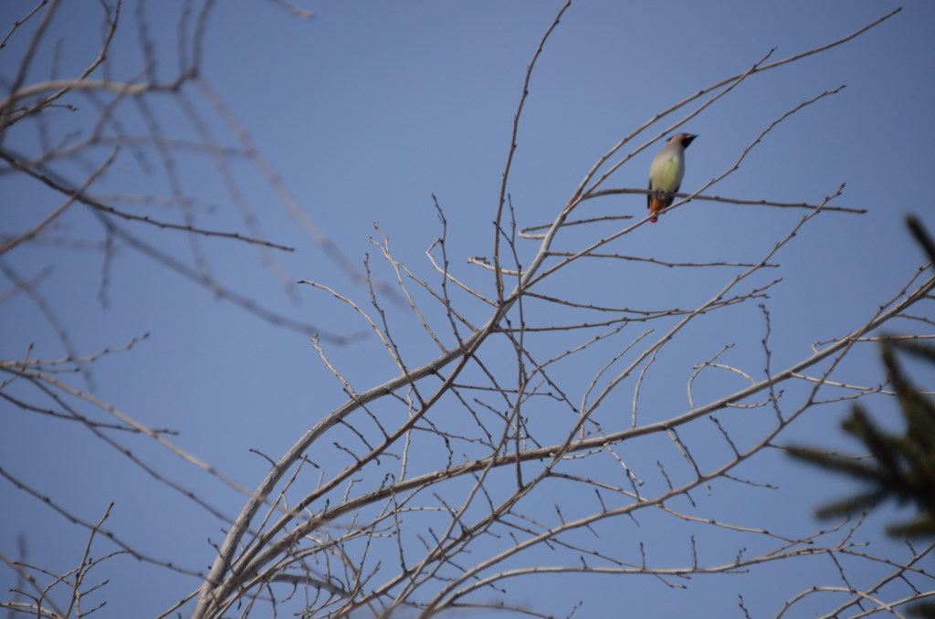 名前が解らない野鳥_c0171406_15332432.jpg