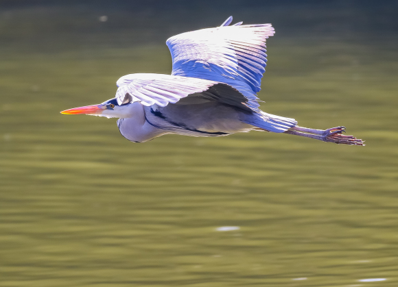 鳥たちの飛翔シーン_f0363618_19154136.jpg