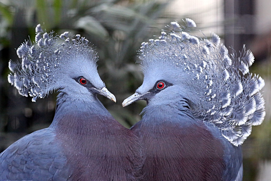 江戸川区自然動物園の鳥たち_f0224624_21215524.jpg