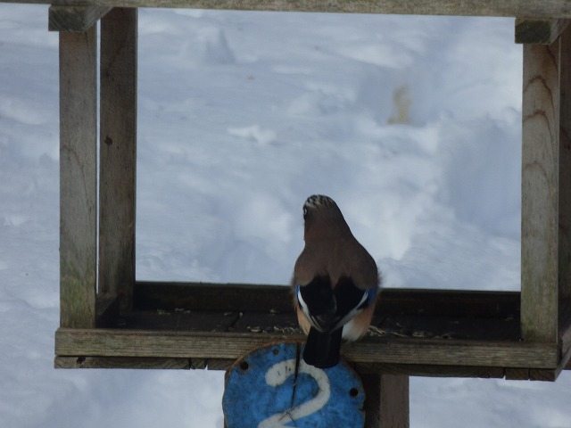 2017.01.29リスとカケスとカラスが大量食い_b0189727_1318733.jpg