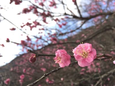 湯河原梅林 ~開花しました~_e0152233_22435661.jpg