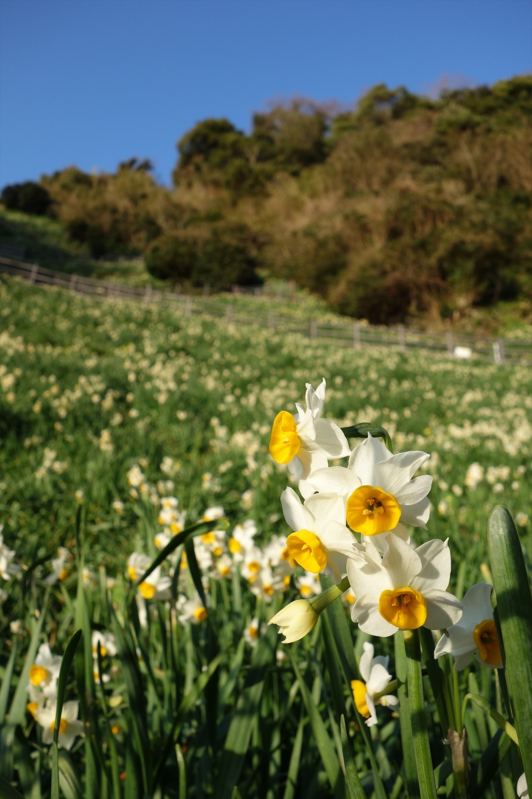 △　淡路島最高峰の諭鶴羽山と灘黒岩水仙郷を巡る山旅　△_f0348933_16563323.jpg